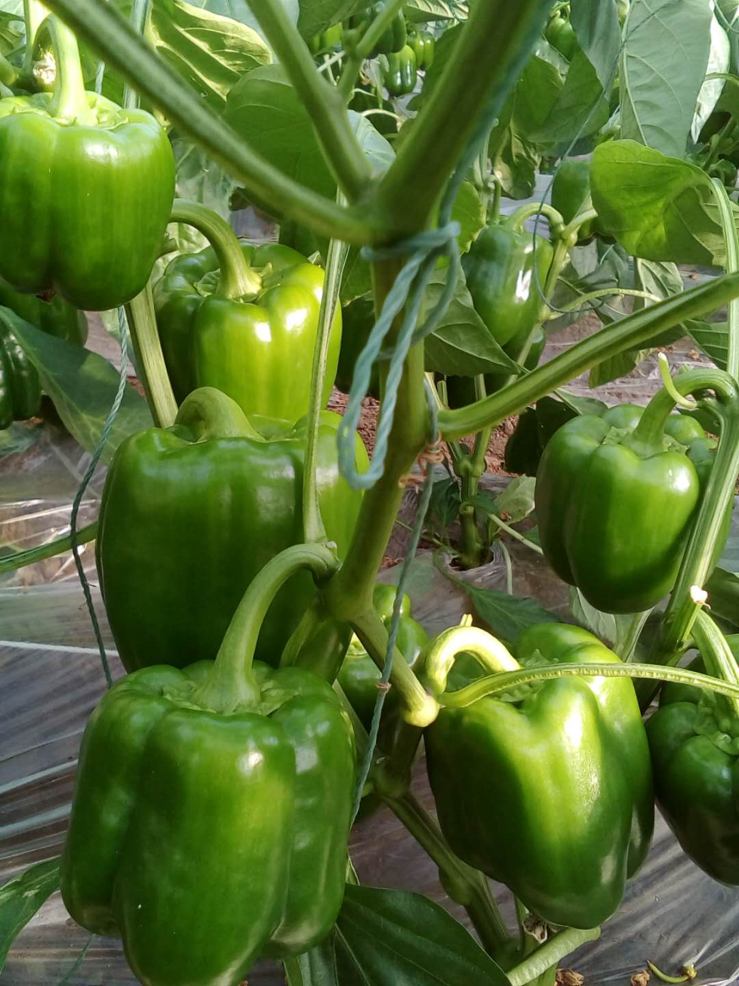 1554175496391374.png 1554175496391374.png