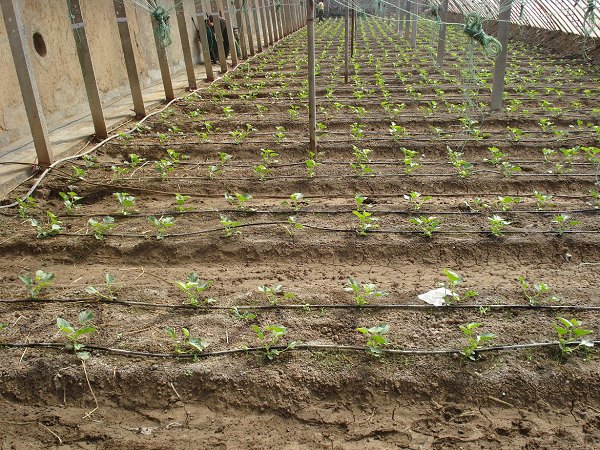 1554175689758349.png 椒3.png