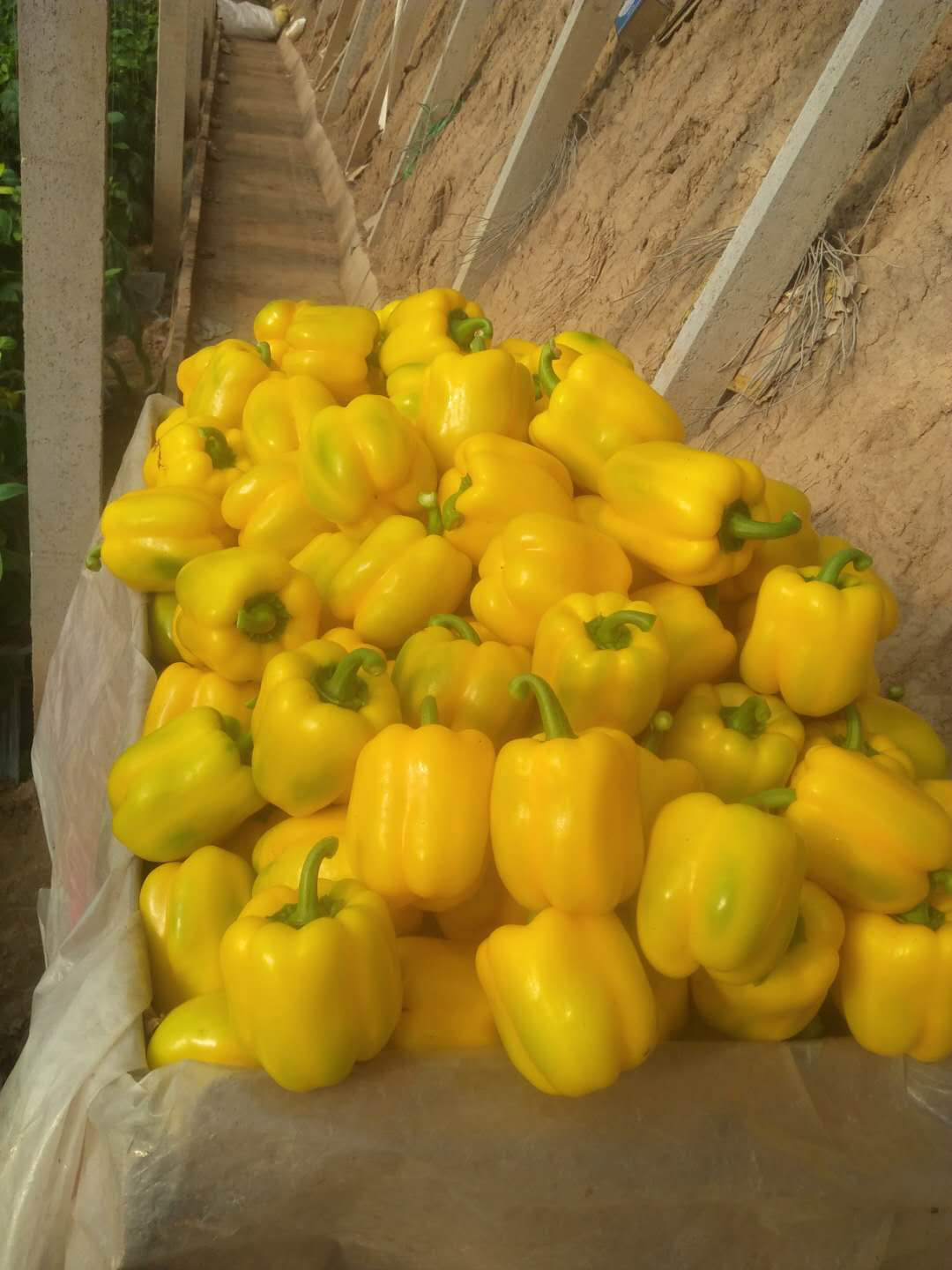 1554176048902505.png 1554176048902505.png