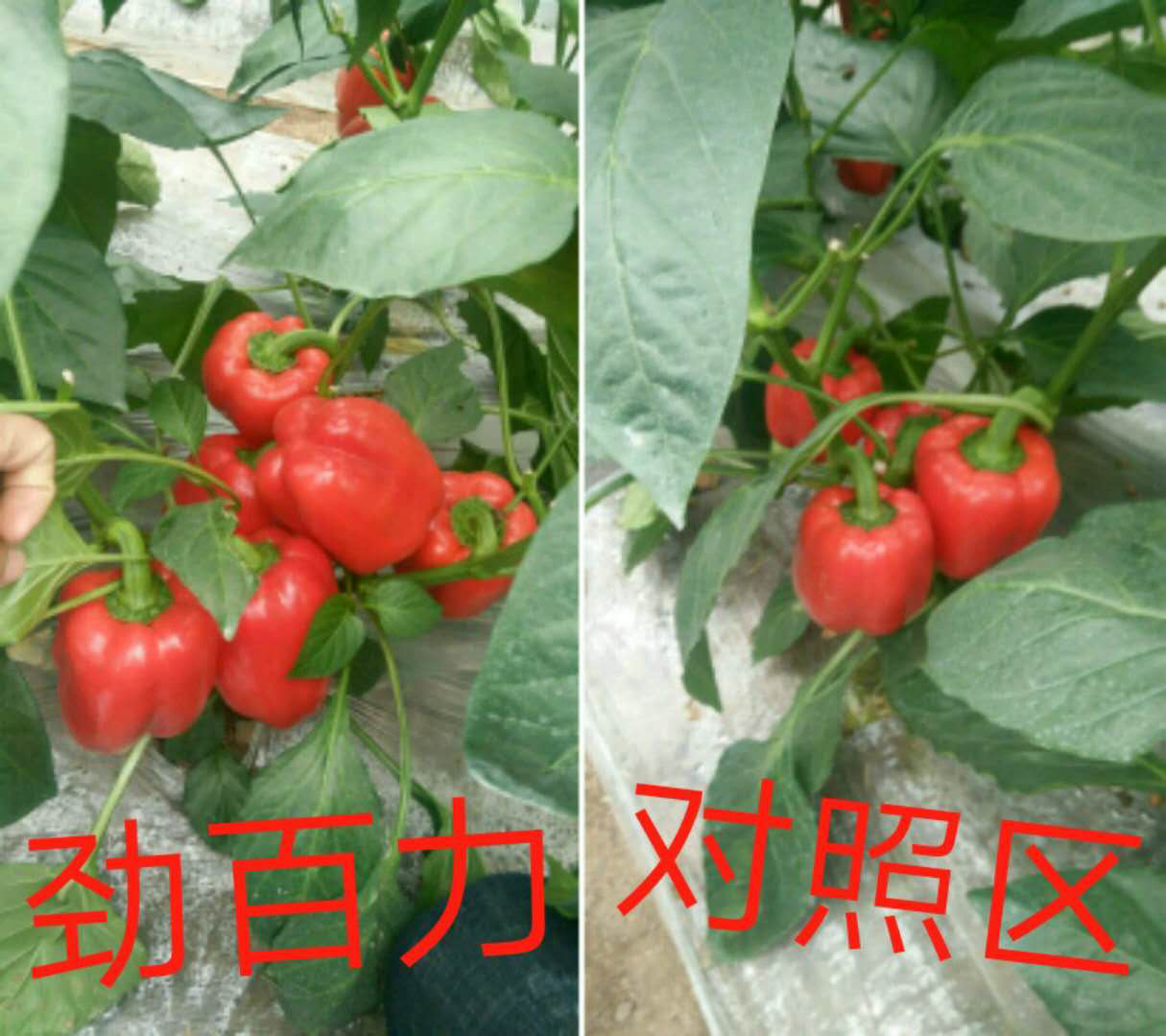 1554176177113195.png 1554176177113195.png