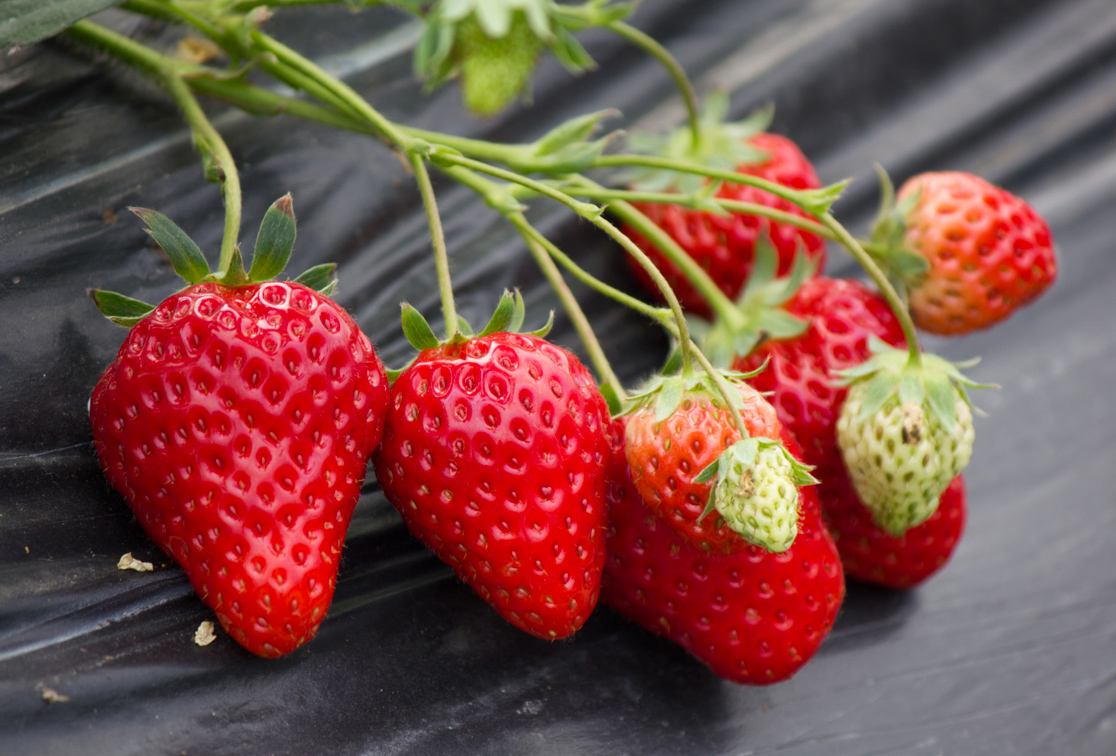 5草莓.jpg